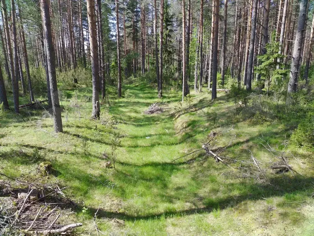 Участок в Вологодская область, Устюженский район, д. Огибь ул. ... - Фото 2