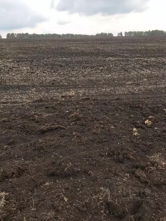 Участок в Кемеровская область, Новокузнецкий муниципальный округ, ... - Фото 0