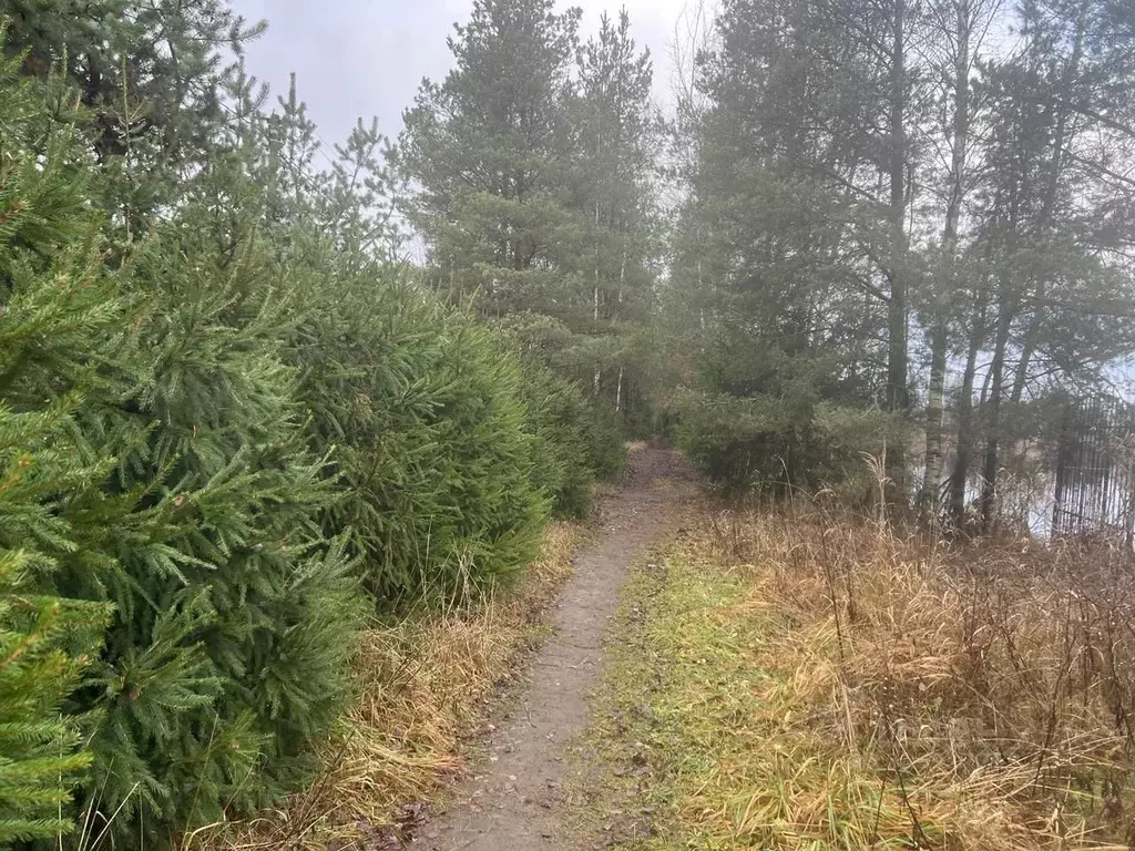 Участок в Ленинградская область, Ломоносовский район, Пениковское ... - Фото 1