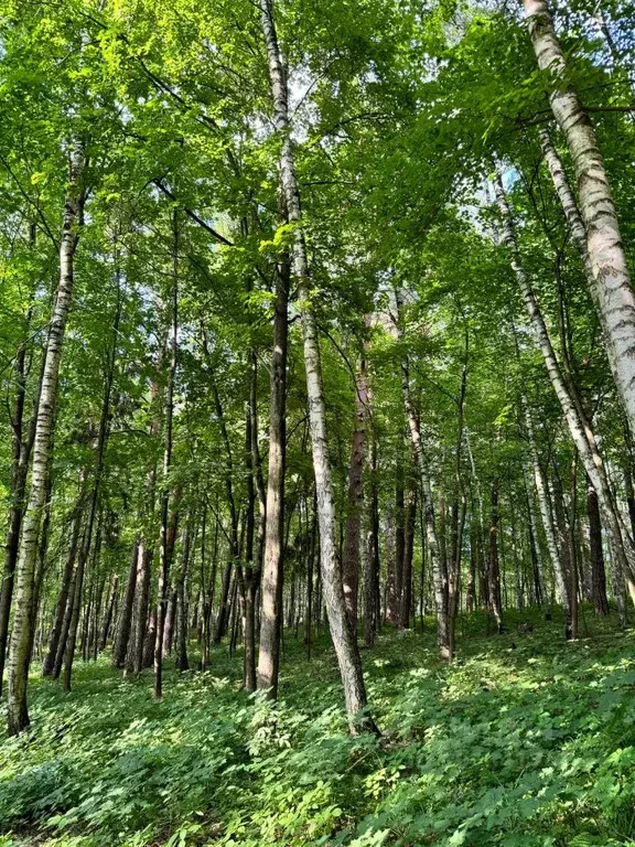 Участок в Московская область, Одинцовский городской округ, с. ... - Фото 0