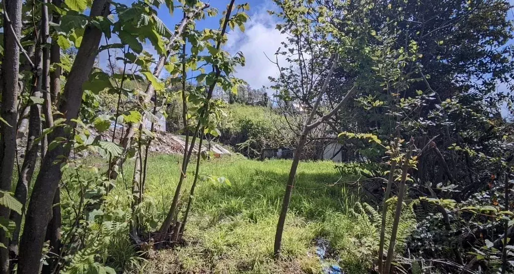 Участок в Краснодарский край, Сочи городской округ, с. Вардане-Верино ... - Фото 1