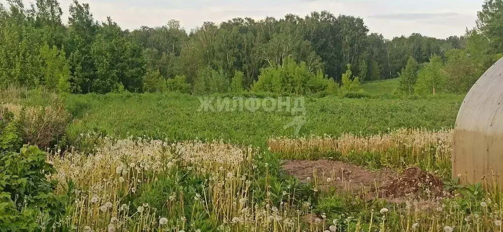 Участок в Новосибирская область, Мошковский район, с. Барлак ... - Фото 0