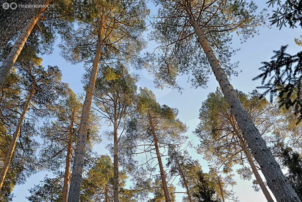 Участок в посёлок Николина Гора, коттеджный посёлок Сосновый Бор (60 ... - Фото 0