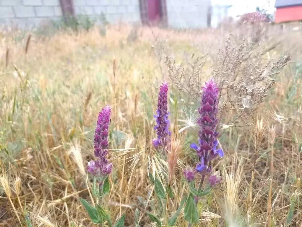 Участок в Крым, Судак муниципальный округ, с. Миндальное, Солнечная ... - Фото 1