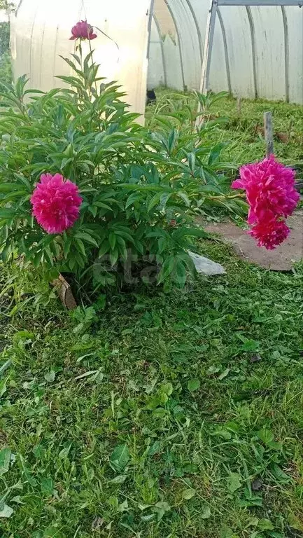 Участок в Череповец, СНТ № 1 ЧСПЗ (4.95 м) - Фото 2