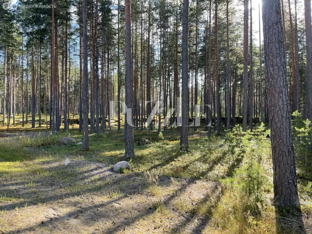 Участок в деревня Варшко, Сосновая улица, 3 (25 м) - Фото 2