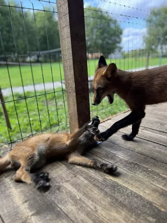 Дом в Новгородская область, Новгородский район, Савинское с/пос, д. ... - Фото 2