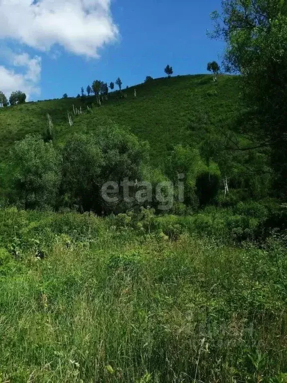 Участок в Алтайский край, Солонешенский район, с. Лютаево  (3500.0 ... - Фото 1