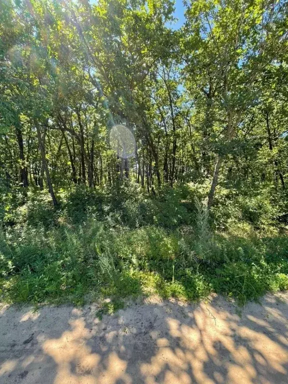 Участок в Амурская область, Благовещенский район, с. Волково  (15.0 ... - Фото 0