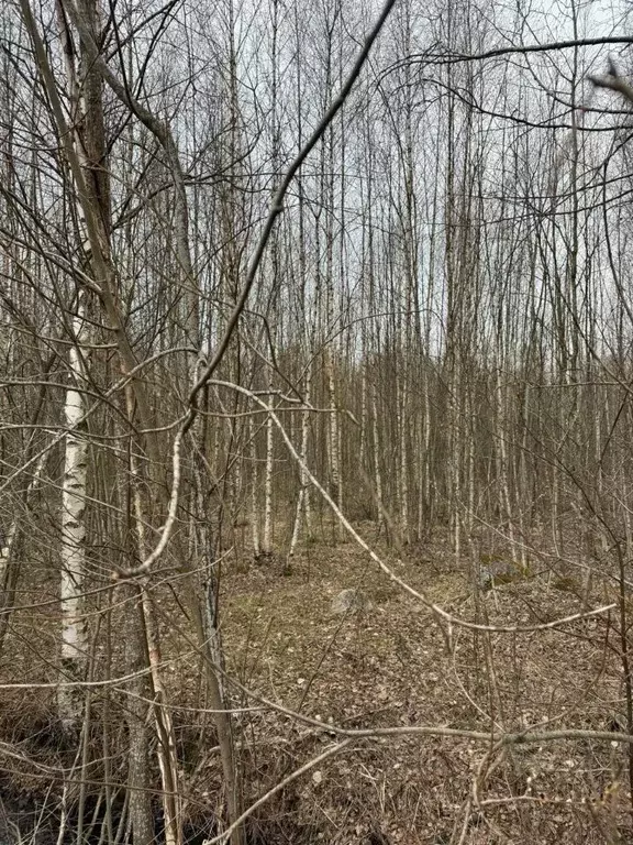 Участок в Ленинградская область, Всеволожский район, Рахьинское ... - Фото 0