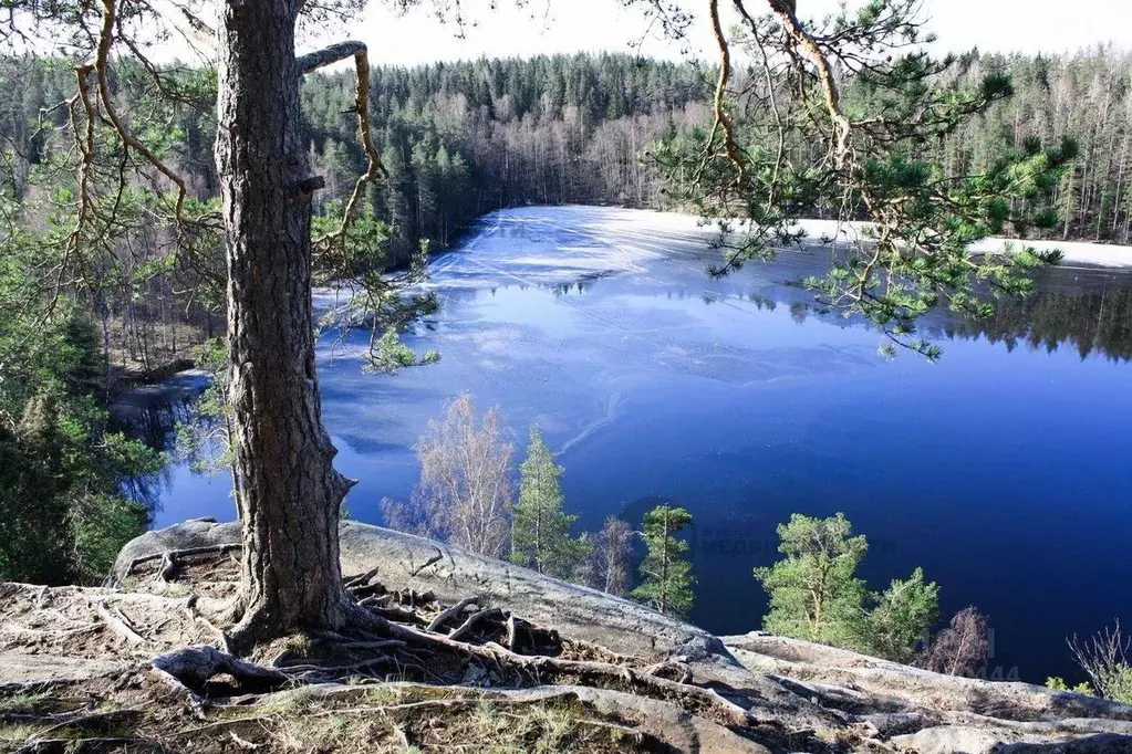 Участок в Ленинградская область, Приозерский район, пос. Севастьяново  ... - Фото 1