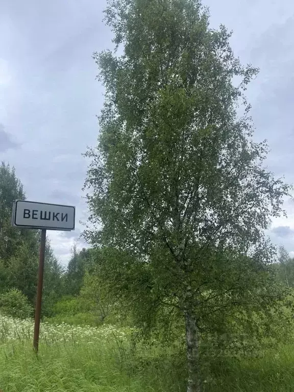 Участок в Тверская область, Спировский муниципальный округ, д. Вешки  ... - Фото 1