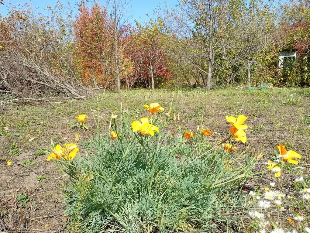 Участок в Ставропольский край, Ставрополь Вольница-2 садовое ... - Фото 1