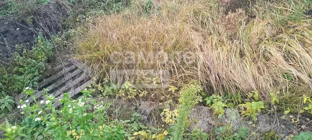 Участок в Курская область, Золотухинский район, Тазовский сельсовет, ... - Фото 2