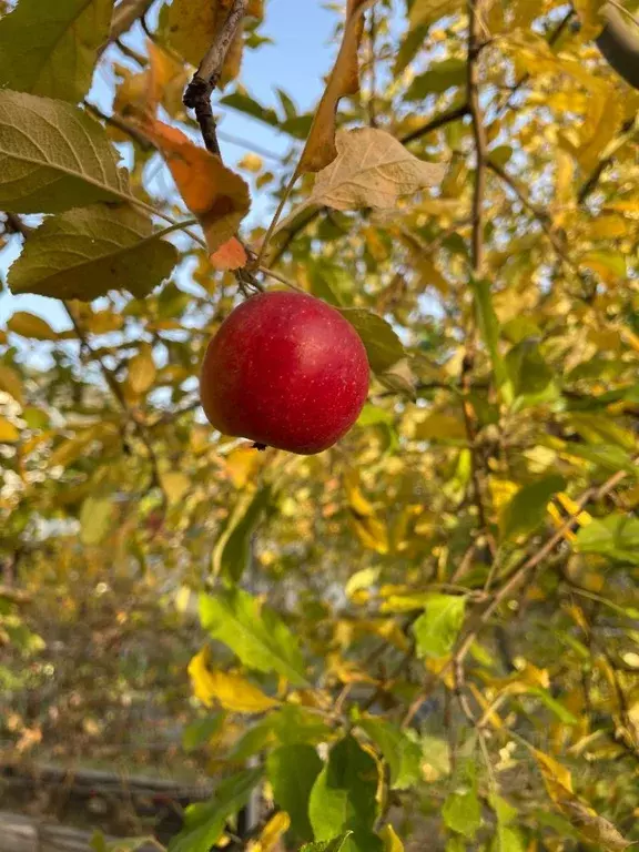 Участок в Волгоградская область, Волжский Трубник СНТ, ул. 3-я (7.0 ... - Фото 1