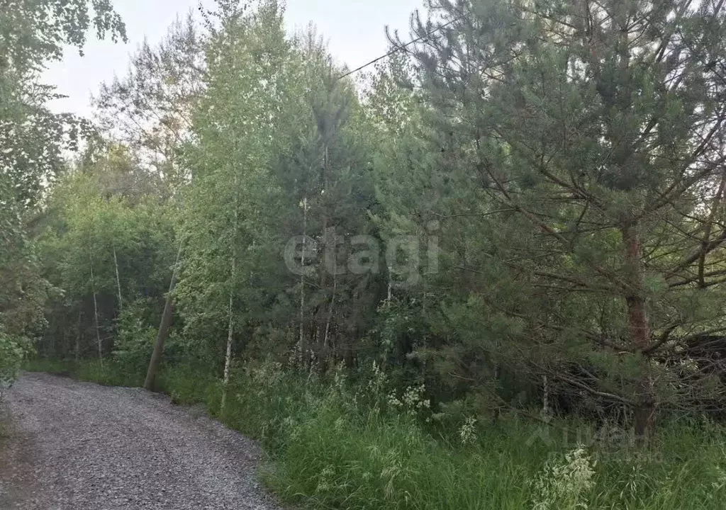 Участок в Алтай, Майминский район, Соузгинское с/пос, пос. Черемшанка ... - Фото 1