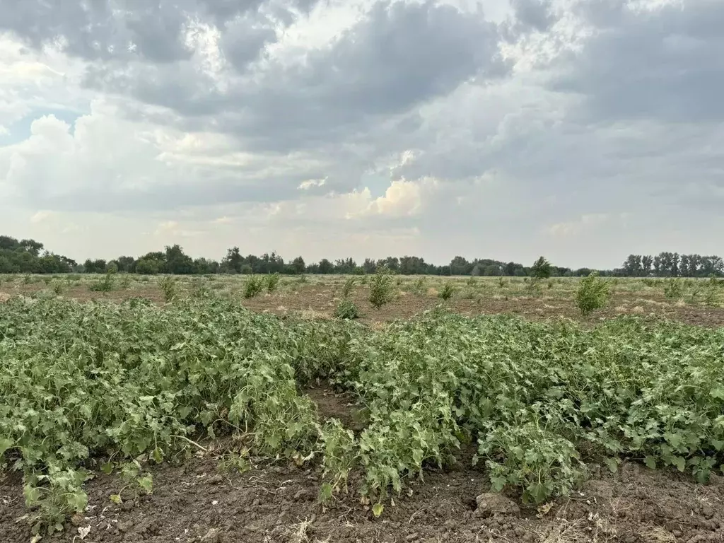 Участок в Волгоградская область, Среднеахтубинский район, Кировское ... - Фото 1