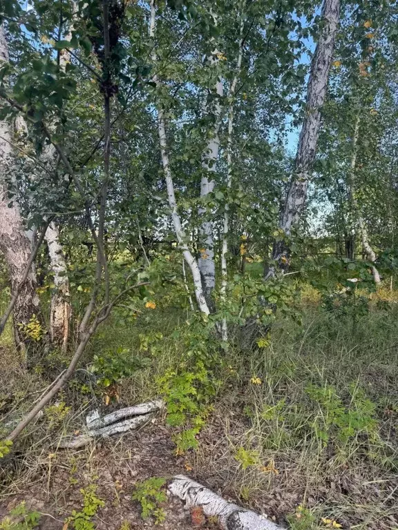 Участок в Саха (Якутия), Якутск городской округ, с. Владимировка  (7.3 ... - Фото 2