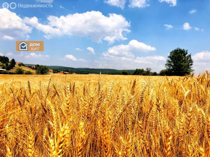 Участок в Сакский район, село Добрушино (51800 м) - Фото 1