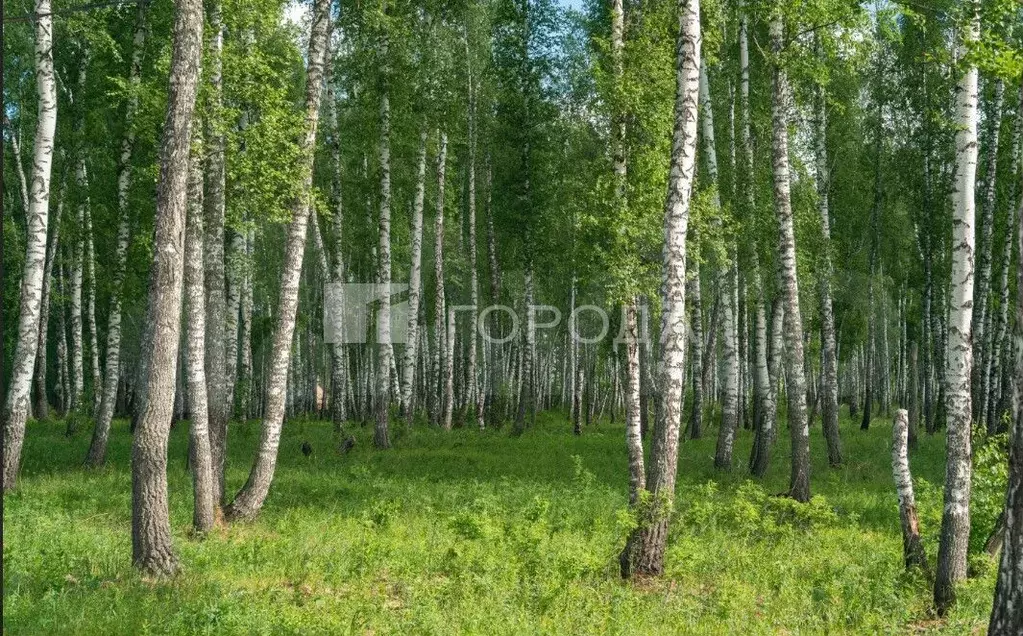 Участок 8,5 сот. (ИЖС) - Фото 0
