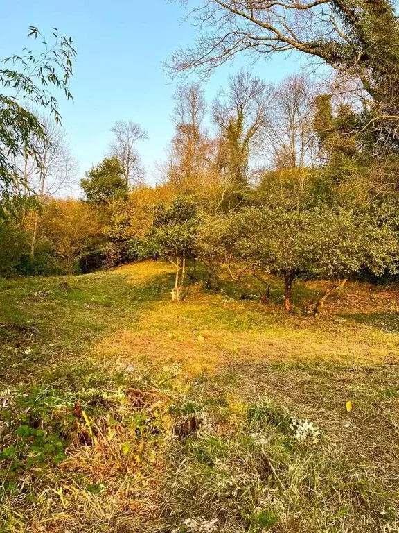 Участок в Краснодарский край, Сочи пос. Вардане,  (5.0 сот.) - Фото 1