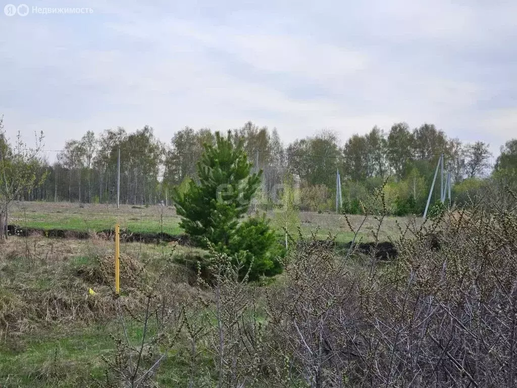 Участок в Искитимский район, Степной сельсовет, посёлок Раздольный ... - Фото 1