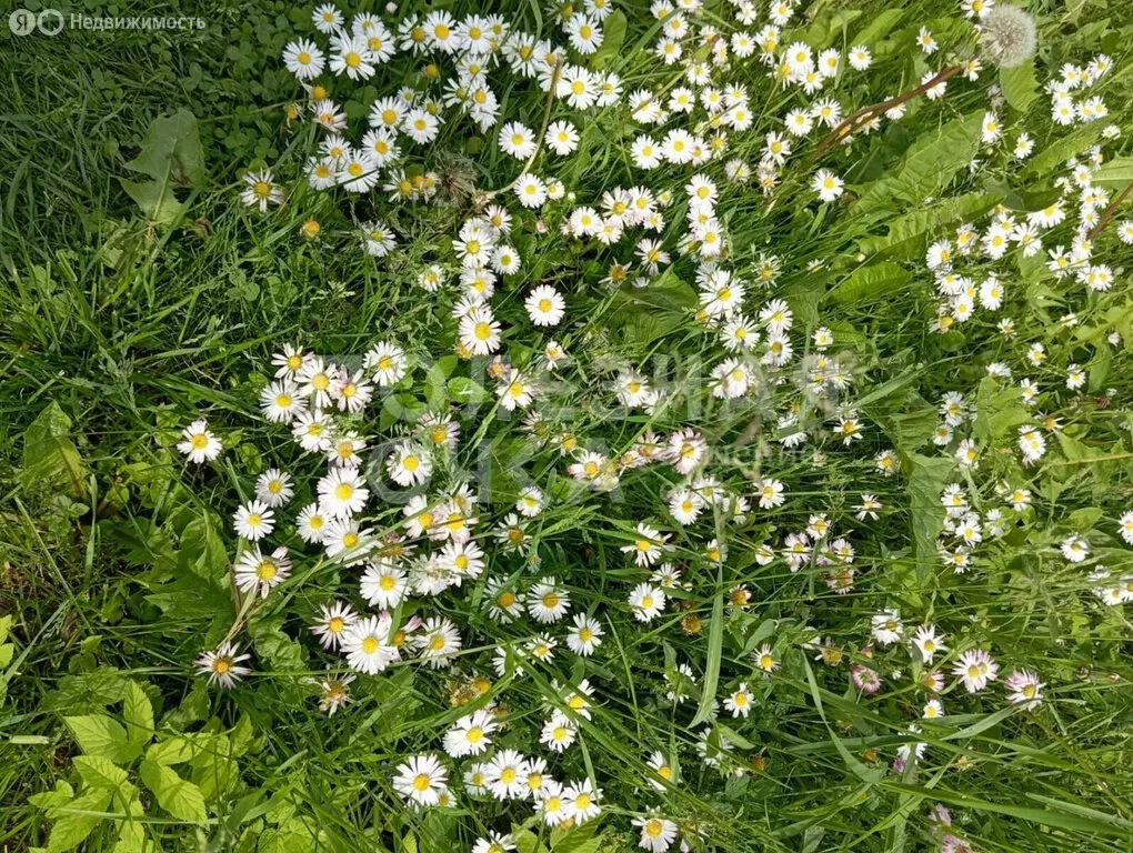 Дом в Опеченское сельское поселение, деревня Дерева, 23 (51.4 м) - Фото 1