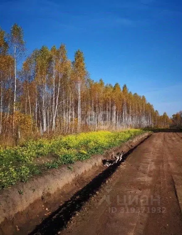 Участок в Новосибирская область, Мошковский район, Недача кп  (9.8 ... - Фото 1