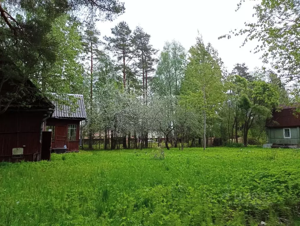 Участок в Ленинградская область, Всеволожский район, Куйвозовское ... - Фото 1