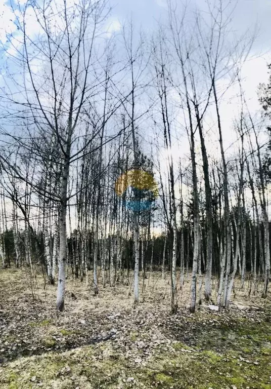 Участок в Тверская область, Конаковский муниципальный округ, Полесье ... - Фото 1