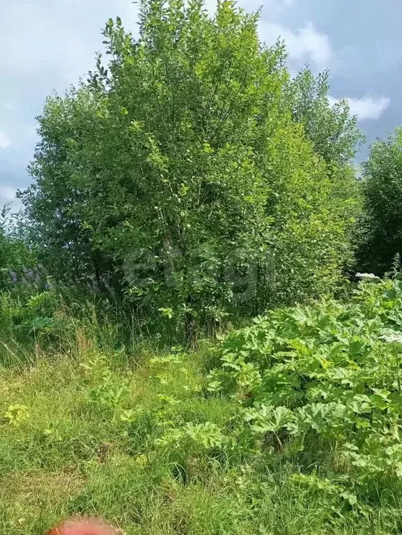 Участок в Вологодская область, д. Коренево  (12.7 сот.) - Фото 1