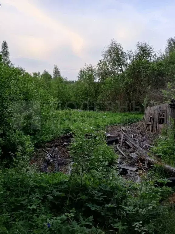 Участок в Новгородская область, Любытино пгт ул. Садовая (15.2 сот.) - Фото 0