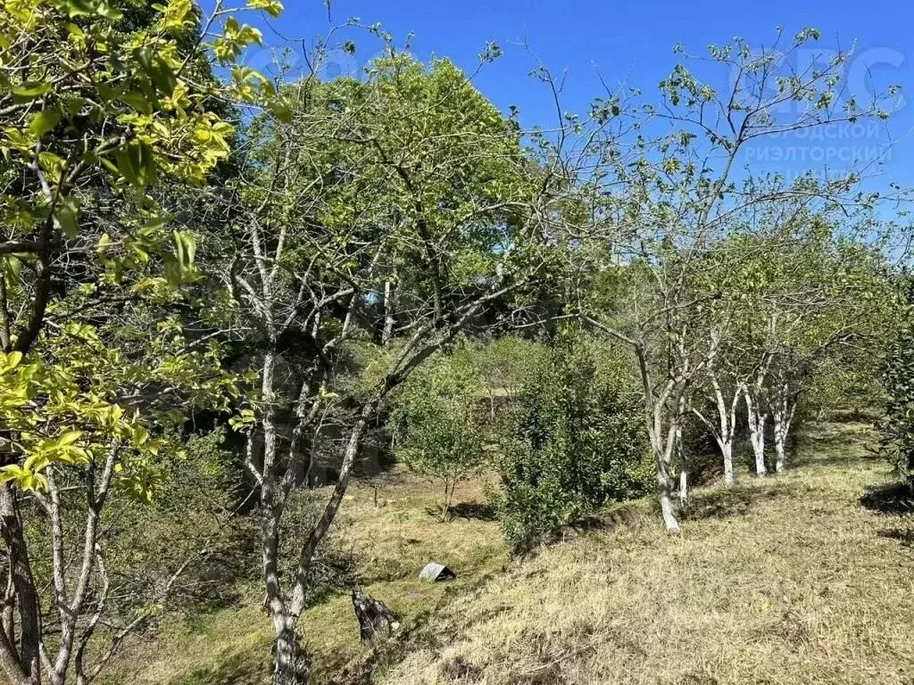 Участок в Краснодарский край, Сочи городской округ, с. Нижняя Шиловка ... - Фото 0