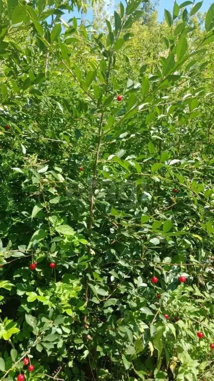 Участок в Новосибирская область, Новосибирск Комета-Березка садовое ... - Фото 2