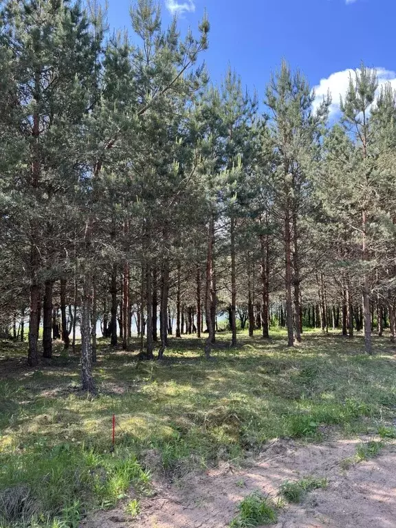 Участок в Псковская область, Куньинский район, Жижицкая волость, д. ... - Фото 2