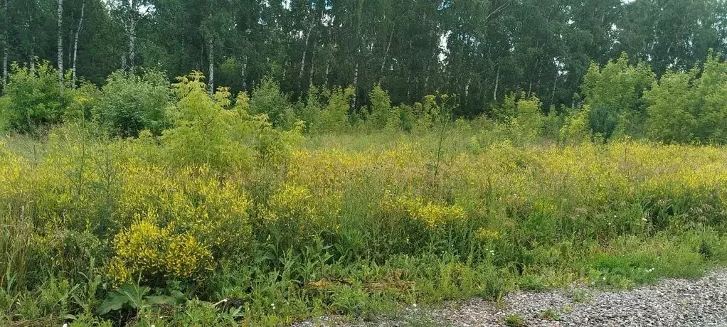 Участок в Алтайский край, Барнаул городской округ, пос. Черницк ул. ... - Фото 1
