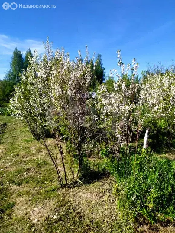 Участок в Кострома, СТ Строитель (7 м) - Фото 1