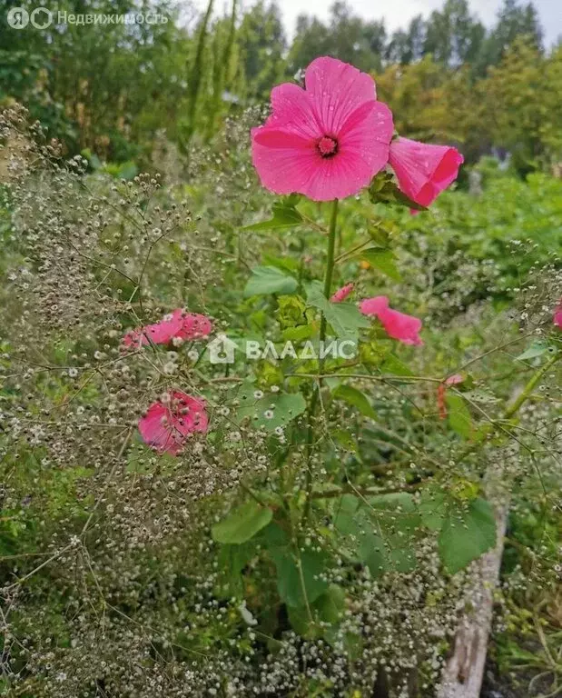 Участок в Нижегородская область, Богородский муниципальный округ, СНТ ... - Фото 2