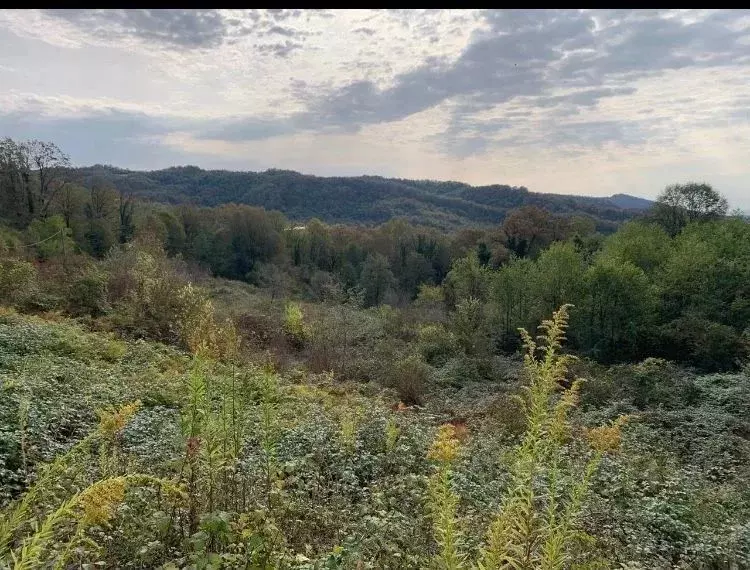 Участок в Краснодарский край, Сочи городской округ, с. Ермоловка  ... - Фото 0