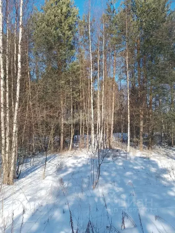 Участок в Вологодская область, с. Устье ул. Дальняя (7.0 сот.) - Фото 0