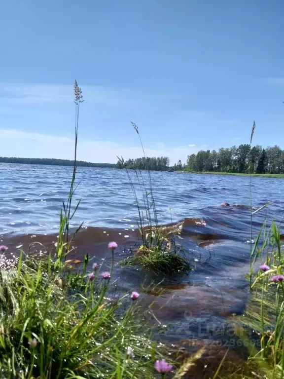 Участок в Ленинградская область, Выборгский район, Селезневское с/пос, ... - Фото 1