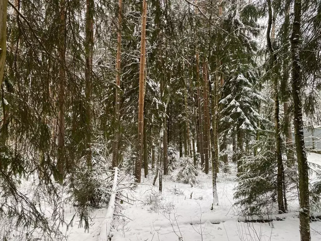 Участок в Ленинградская область, Всеволожский район, Токсовское ... - Фото 1