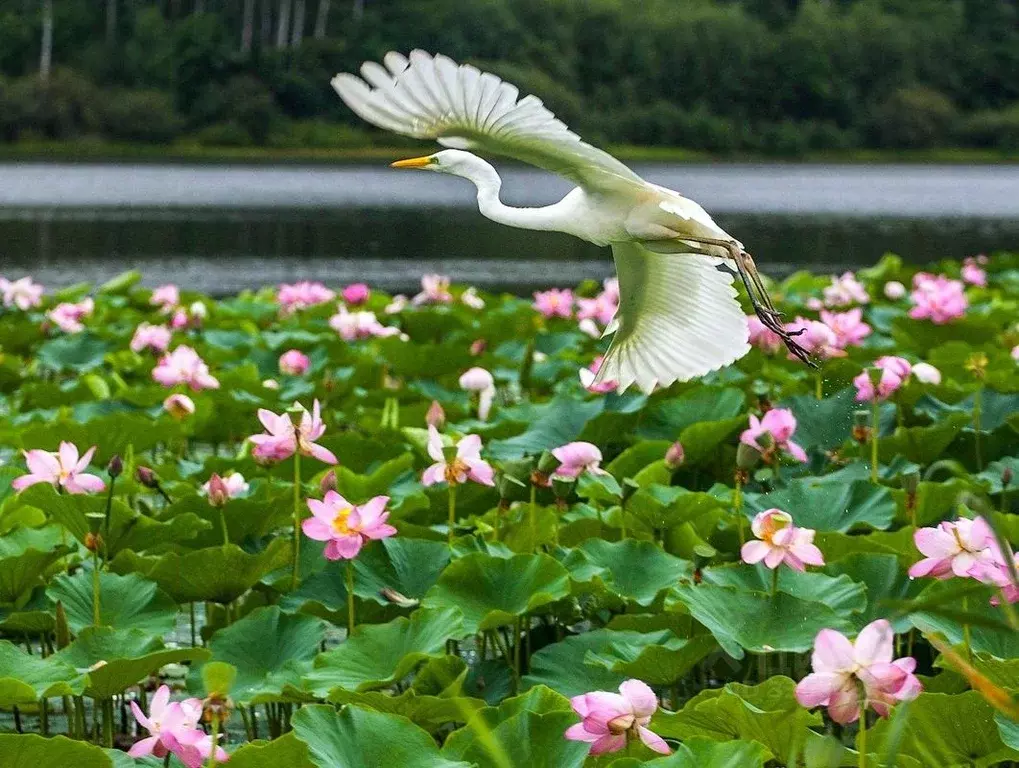 Участок в Приморский край, Спасский-Дальний муниципальный округ, с. ... - Фото 2