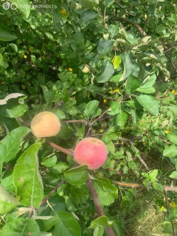 Участок в Рамонский район, Берёзовское сельское поселение, деревня ... - Фото 1