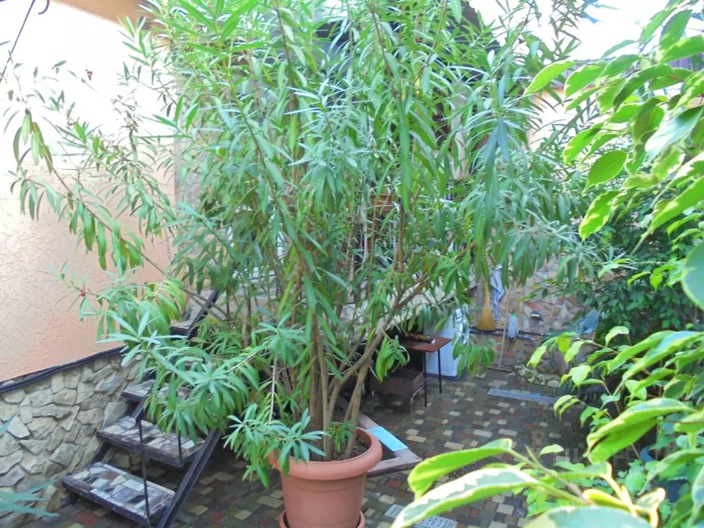 Дом в Крым, Феодосия пер. Военно-морской, 7 (29 м) - Фото 1