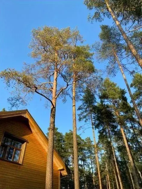 Участок в Московская область, Электроугли Богородский городской округ, ... - Фото 1