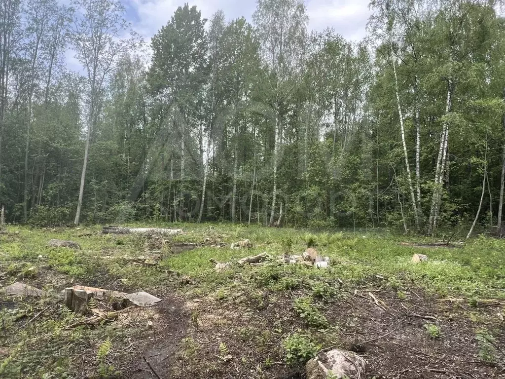 Участок в Ленинградская область, Приозерский район, Ларионовское ... - Фото 2
