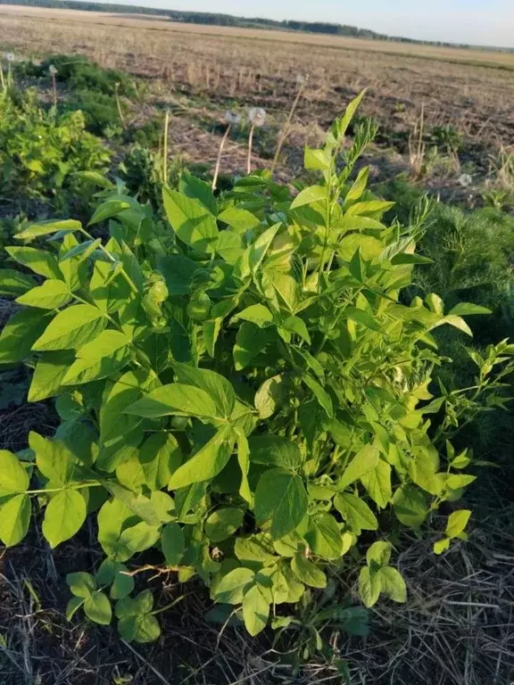 Участок в Челябинская область, Чебаркульский муниципальный округ, д. ... - Фото 1