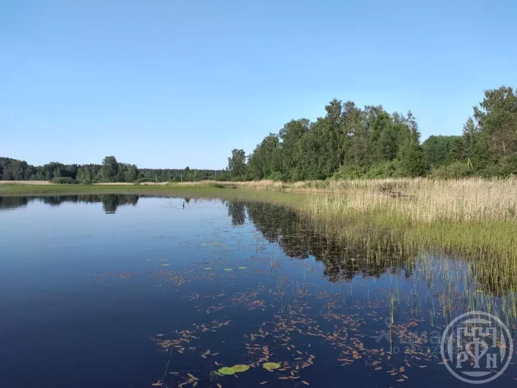 Участок в Ленинградская область, Приозерский район, Красноозерное ... - Фото 2