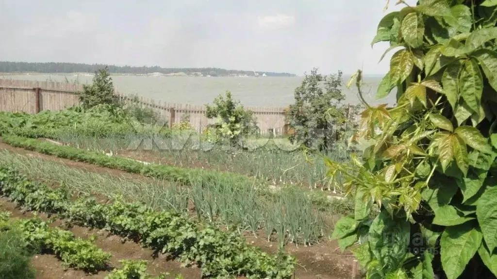 Участок в Новосибирская область, Ордынский район, с. Чингис ул. ... - Фото 1